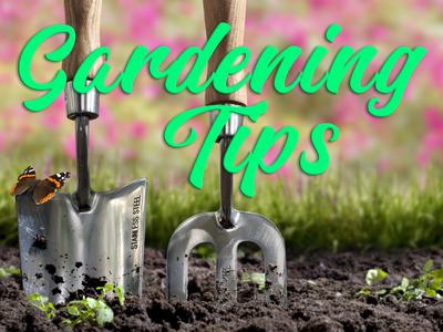 Trowel and hand fork stuck in soil with butterfly; overlaid text "Gardening Tips"