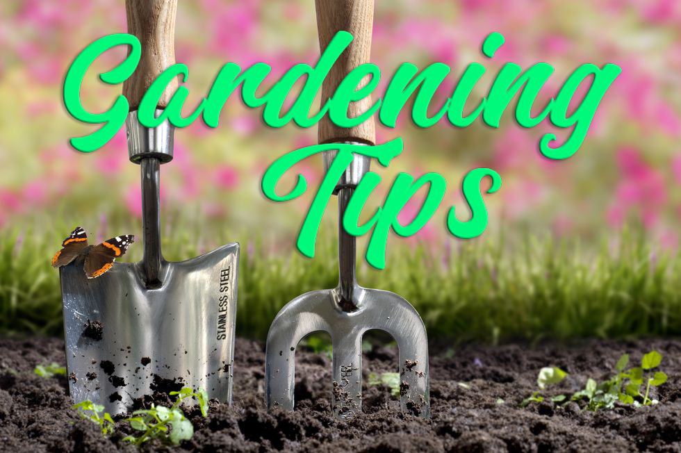 Gardening Tips