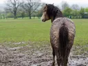Horse in Mud, Mud, Horses, Winter Mud, Hooves, Union County, North Carolina