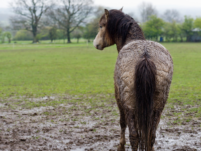 Horse in Mud, Mud, Horses, Winter Mud, Hooves, Union County, North Carolina