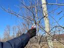 Gloved hand holding pruners cutting a dormant tree branch against blue sky
