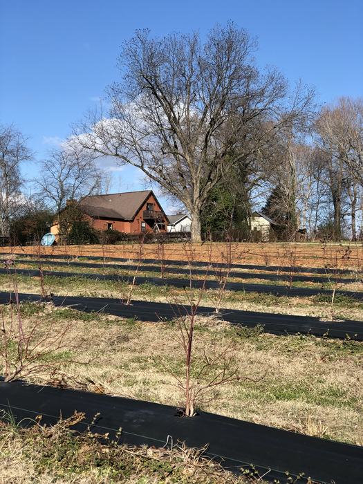 Rows of young berry bushes on black plastic mulch in a field with farmhouse and leafless tree