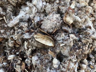 Decaying mulch and seed pods covered in white fungal mycelium