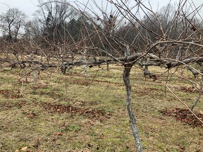 muscadine vines