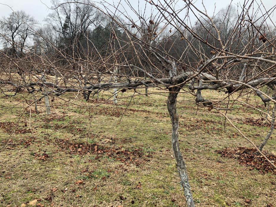 muscadine vines