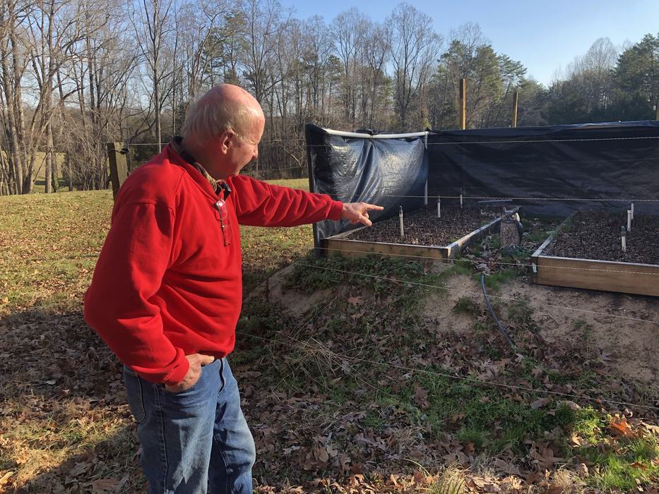 Man in red sweater pointing at raised garden beds with a plastic owl decoy