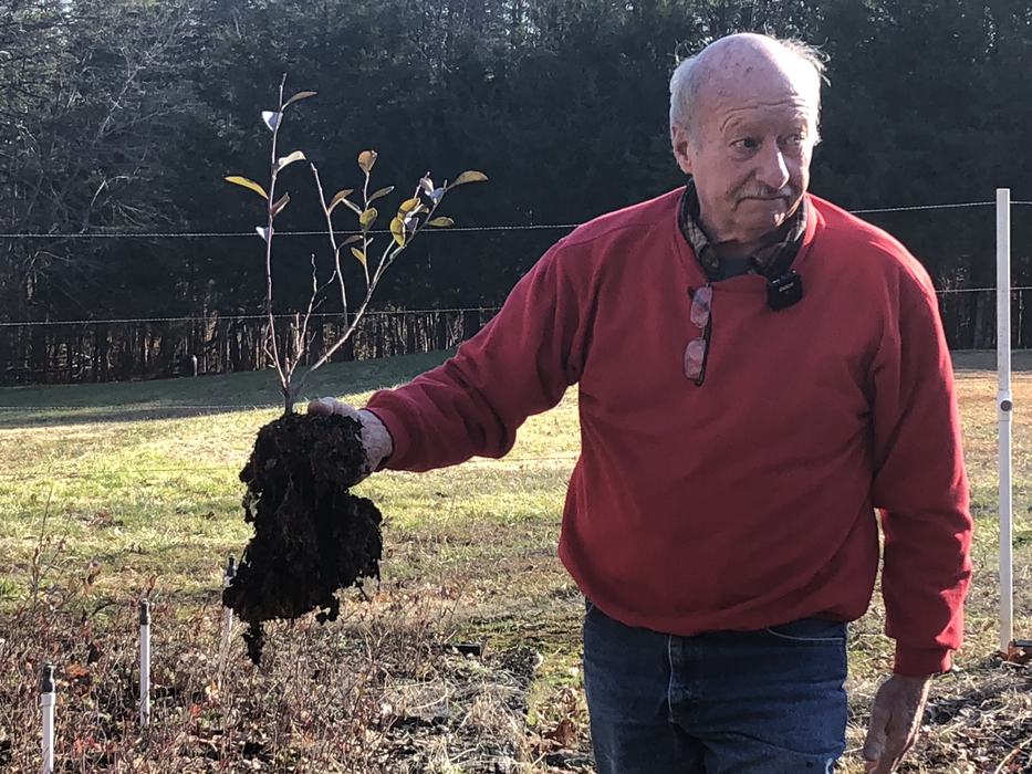 Man in red sweater holding an uprooted sapling with roots and clinging soil