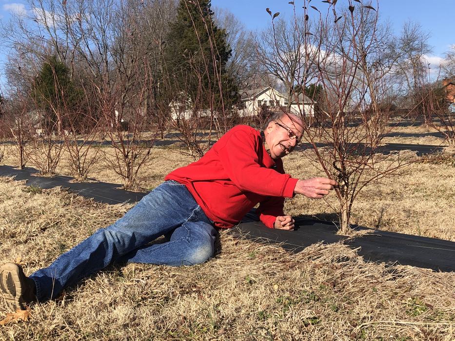 Man in red jacket lying on ground inspecting a small leafless shrub in a field