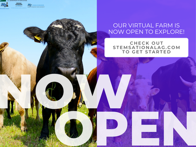 cows grazing in a field