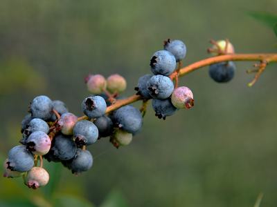Cluster of ripe and unripe blueberries on a thin stem