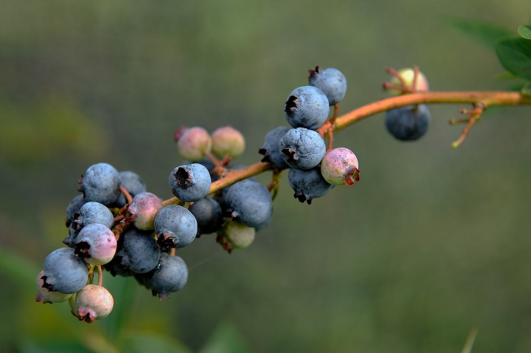 Cluster of ripe and unripe blueberries on a thin stem