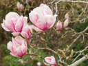 Magnolias, Trees, Spring, Union County, North Carolina, Trees to Plant in the South