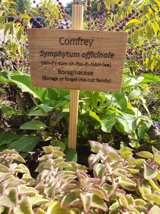 sign identifying comfrey