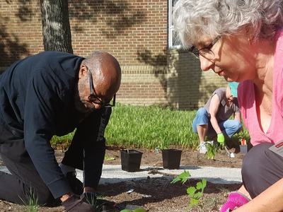 Two volunteers kneeling and planting seedlings in a garden bed beside a brick building