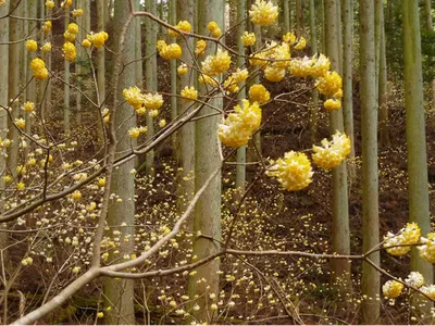 Paperbush Plant