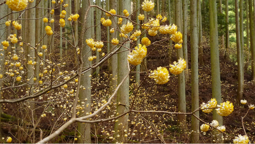 Paperbush Plant