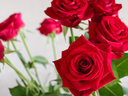 Roses in Vase, Valentine's Day, How to Keep Flowers Fresh