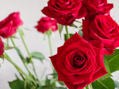 Roses in Vase, Valentine's Day, How to Keep Flowers Fresh
