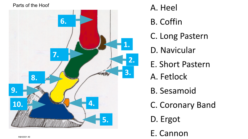 Parts of the Hoof diagram showing numbered (1–10) and lettered (A–E) labeled hoof anatomy