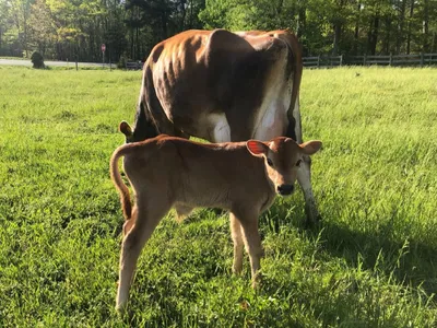 Brown calf standing in grassy field next to grazing cow