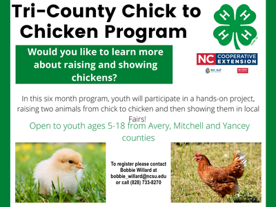 Tri-County Chick to Chicken Program; contact bobbie_willard@ncsu.edu