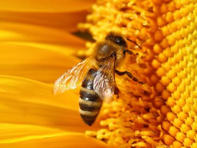 honey bee on flower