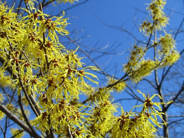 Witch Hazel (Hamamelis virginiana)