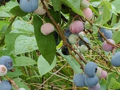 unharvested blueberry fruit 