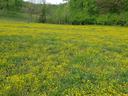 Buttercup in field