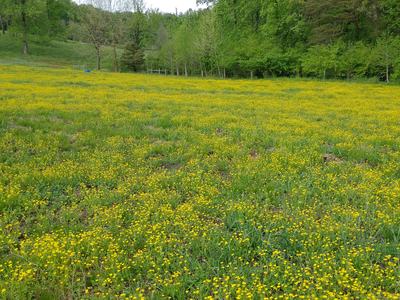 Buttercup in field