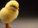 chick
