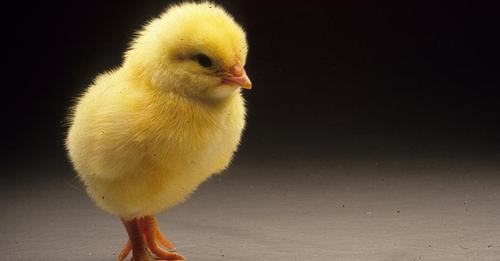 chick 