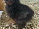Chicken picture