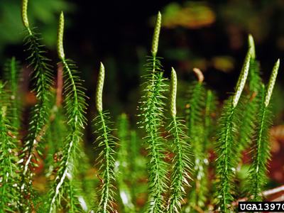 green clubmoss plants