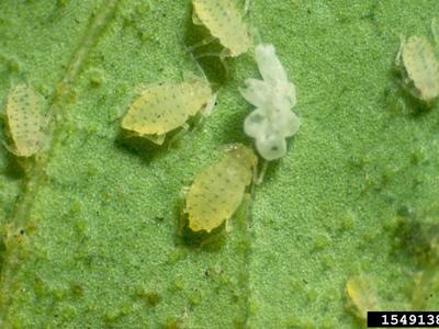 aphids on a plant