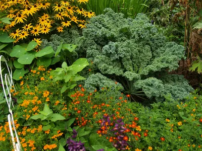 Curly kale plant surrounded by yellow and orange flowering plants in a garden bed