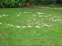 Fairy Ring