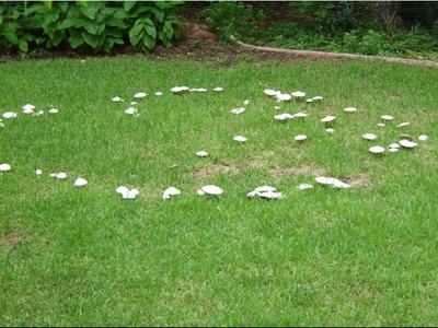Fairy Ring