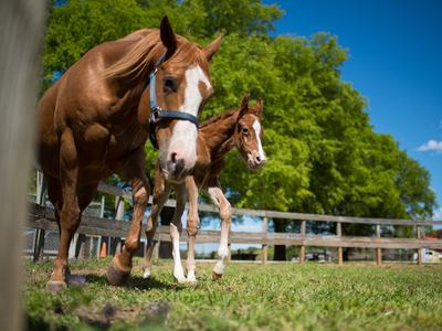 Adult chestnut horse with foal walking in a grassy paddock beside a wooden fence