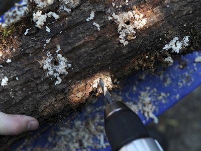 Drilling hole sinto log for mushroom inoculation
