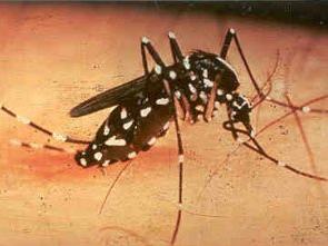 mosquito