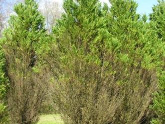 Three dense evergreen shrubs with grassy foreground and trees under a blue sky