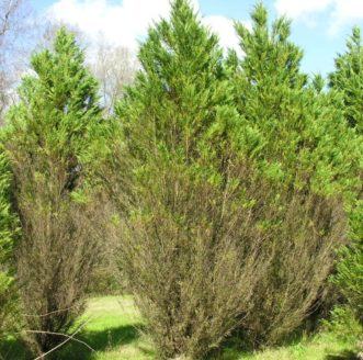 Three dense evergreen shrubs with grassy foreground and trees under a blue sky