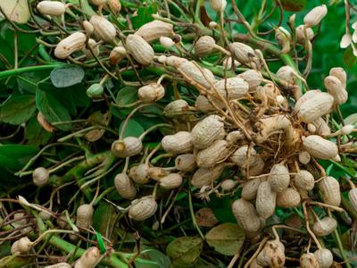 peanut plant with clusters of peanuts in shells attached to roots and vines