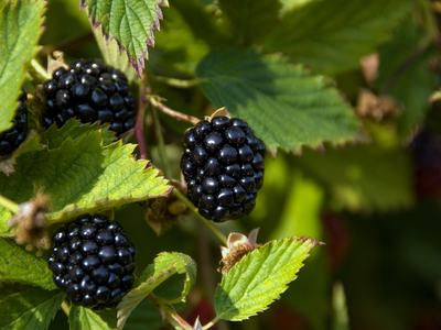 Ripe blackberries on a bramble stem surrounded by green serrated leaves