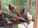 Four hens (three brown, one white) on a ramp inside a wooden chicken coop