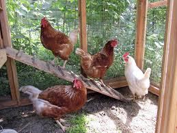 Four hens (three brown, one white) on a ramp inside a wooden chicken coop