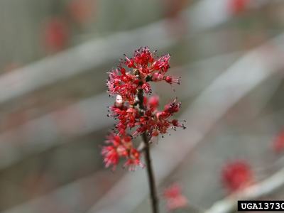 red maple flower
