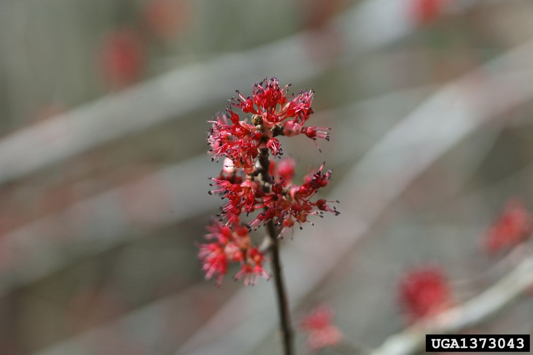 red maple flower