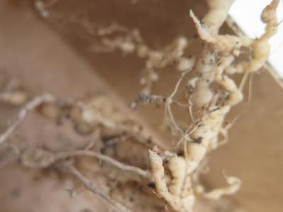 Root-knot nematode